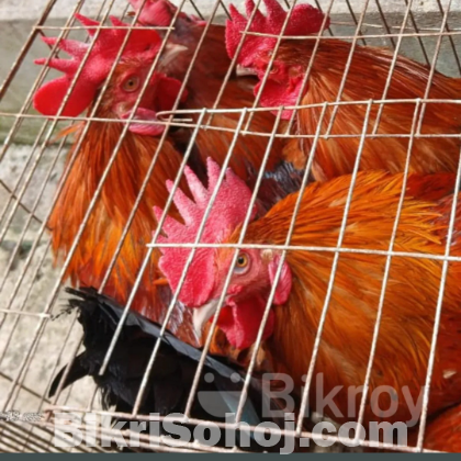 পিউর লাল দেশি মোরগ